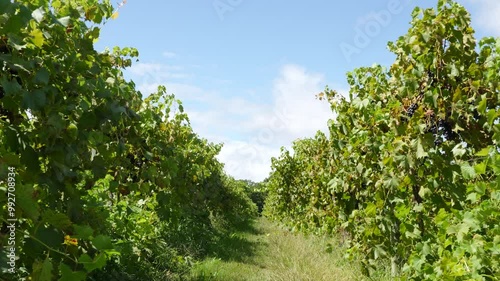 Vineyards in big winery Michigan sunny day with blue skies in the distance photo