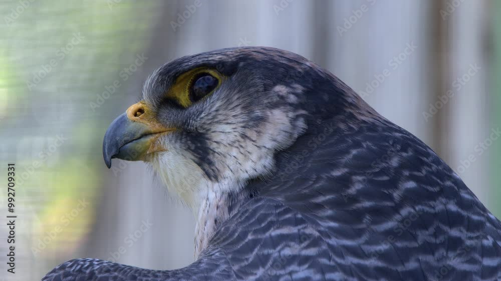 Head and face of Falcon in close-up profile as it looks for prey Head and face of Falcon in close-up profile as it looks for prey