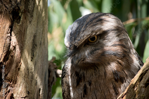 this is a close up of a tawny frogmouth photo