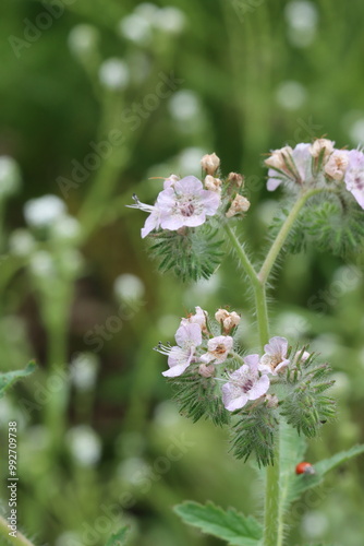 Setose Caterpillar Scorpionflower, Phacelia Cicutaria Variety Hispida, a seductive native monoclinous annual herb displaying scorpioid cyme inflorescences during Spring in the Santa Monica Mountains. photo