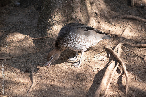 The females have a paler head with two white stripes, above and below the eye, a speckled breast and flanks, with a white lower belly and undertail photo