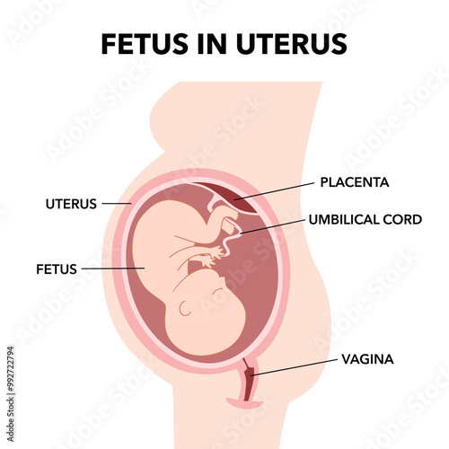 Fetus in Uterus During Pregnancy diagram infographic. Placental Location.