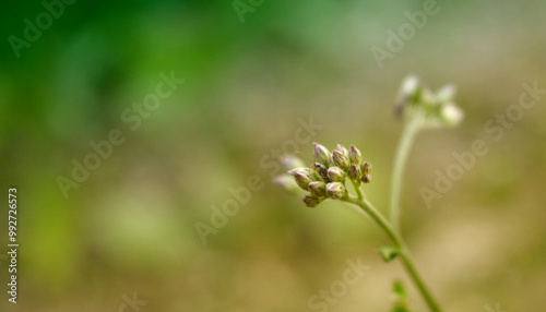 Macro Photography. beautiful flower with a natural green background