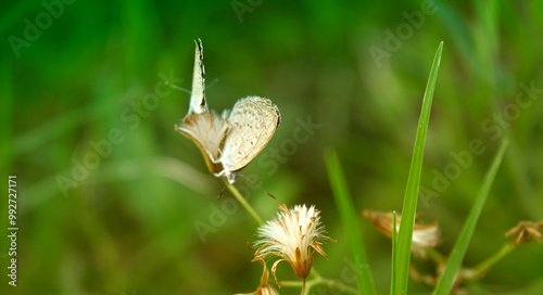 Macro Photography. Beautiful colored butterflies on a natural green background.