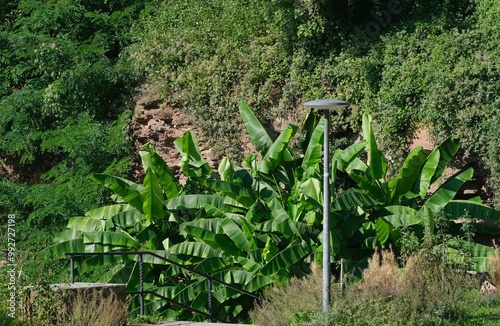 Bananenstaude Killesberg Stuttgart photo