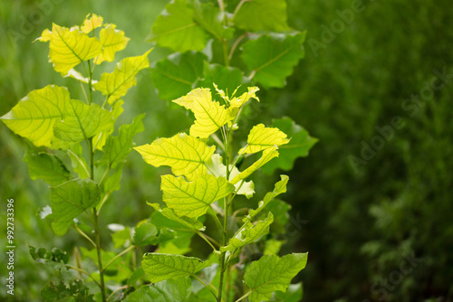 Vigorously growing poplar seedlings