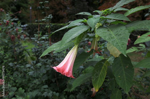 Datura (angel trumpet) flower photo