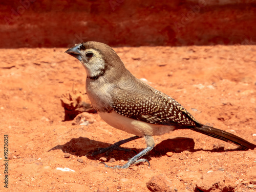 Double-barred Finch - Stizoptera bichenovii in Australia photo