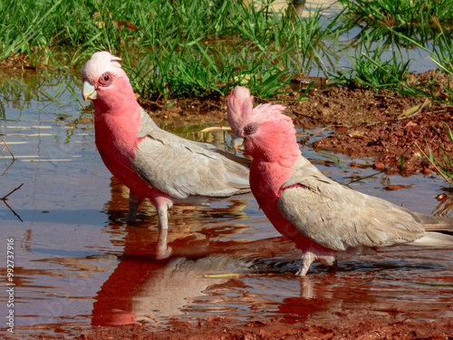 Galah - Eolophus roseicapilla in Australia photo