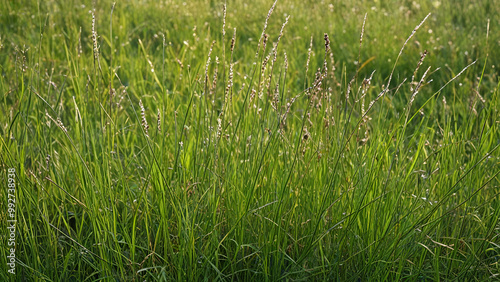 Close up of windswept wild grasses in summer Green field with dry grass, beautiful nature on a transparent background