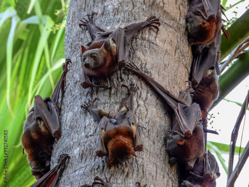 Little Red Flying Foxes - Pteropus scapulatus in Australia photo