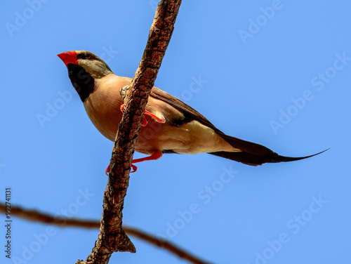 Long-tailed Finch - Poephila acuticauda in Australia photo