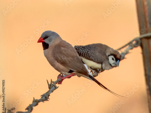 Long-tailed Finch - Poephila acuticauda in Australia photo