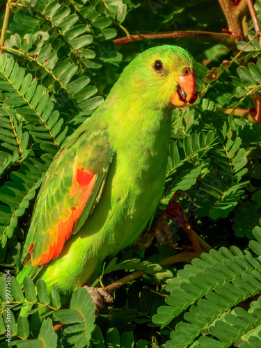 Red-winged Parrot - Aprosmictus erythropterus in Australia photo