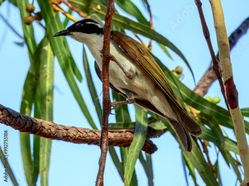 White-throated Honeyeater - Melithreptus albogularis in Australia photo