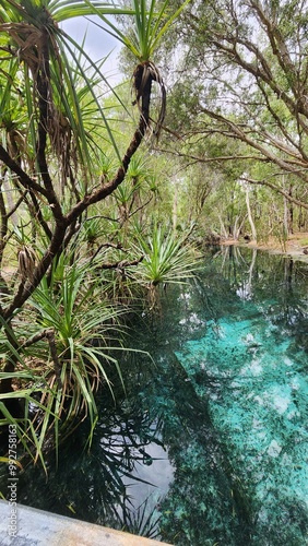 Bitter Springs in Elsey National Park, Mataranka, Northern Territory photo