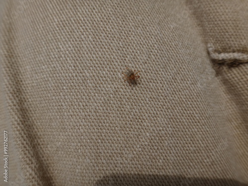A tick attached to my pants while hiking