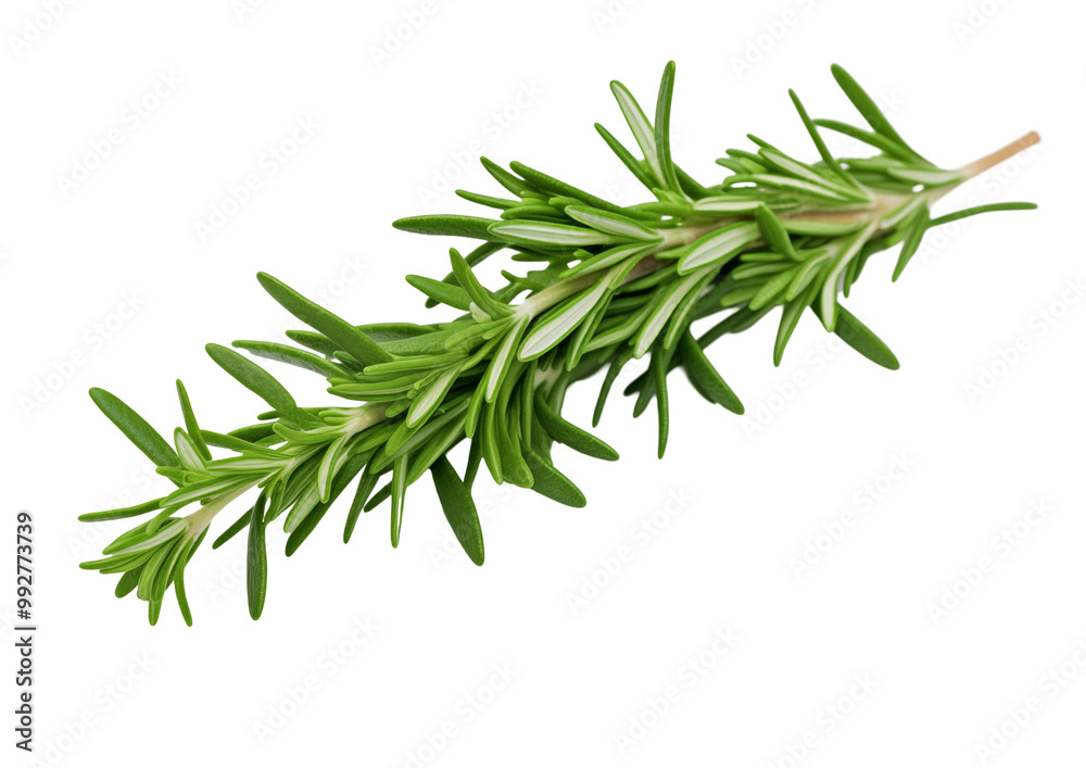 Fresh Green Rosemary Herb Sprig On White Background Fresh Green Rosemary Herb Sprig On White Background