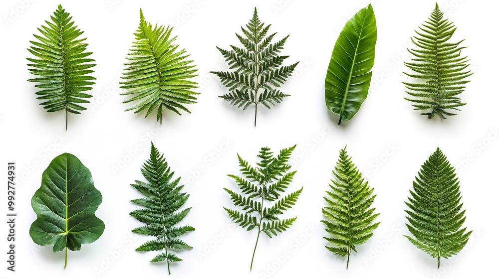 A collection of tropical ferns isolated on a white background A collection of tropical ferns isolated on a white background