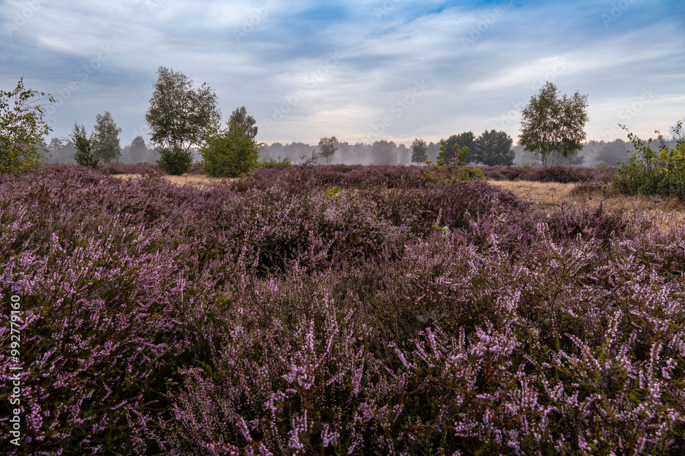 Die Göbelner Heide im Biosphärenreservat Oberlausitzer Heide- und Teichlandschaft 3 Die Göbelner Heide im Biosphärenreservat Oberlausitzer Heide- und Teichlandschaft 3