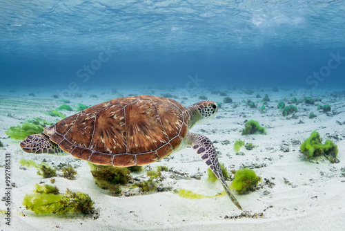 Loggerhead Turtle - Caretta caretta, beautiful popular oceanic turtle from worldwide tropical oceans and seas, Mauritius island.