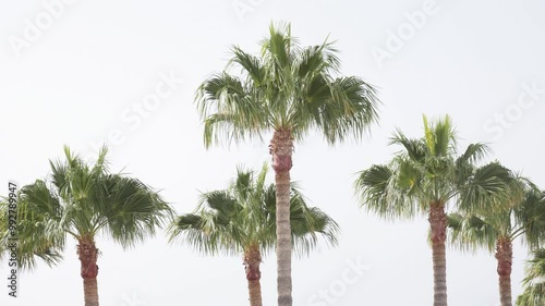 Swaying tropical palm trees against white sky.
