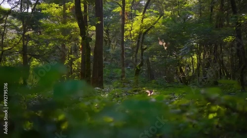 A soft breeze stirs the leaves in a sun-dappled forest clearing, as birds flit between branches. photo