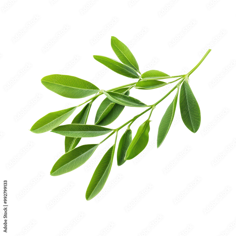 Fresh Green Leaf Branch Isolated on Transparent Background - Nature, Botanical, and Organic Concept Fresh Green Leaf Branch Isolated on Transparent Background - Nature, Botanical, and Organic Concept