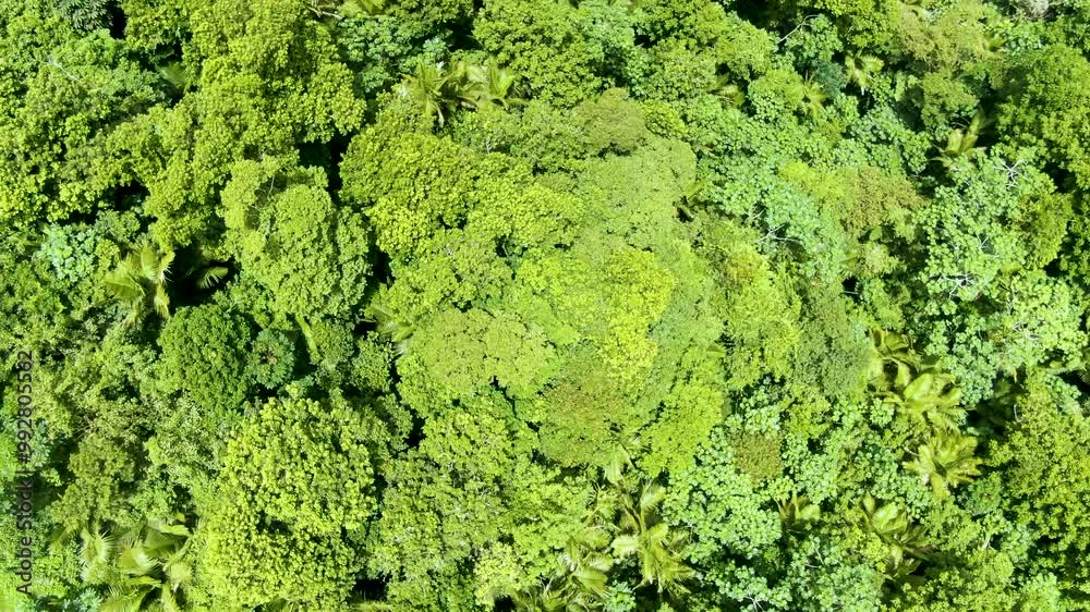 Aerial of vast green forest landscape in Puerto Rico, reveal tilt up Aerial of vast green forest landscape in Puerto Rico, reveal tilt up