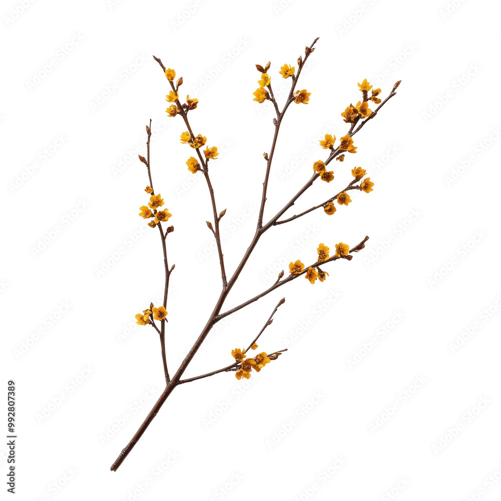 Branch with Yellow Blossoms Isolated on Transparent Background - Nature, Floral, Botanical, Minimalist, Springtime Branch with Yellow Blossoms Isolated on Transparent Background - Nature, Floral, Botanical, Minimalist, Springtime