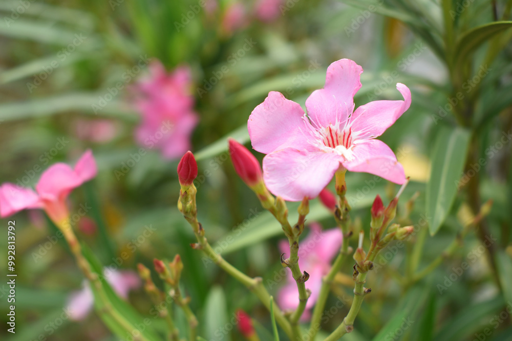 Fototapeta premium Nerium oleander in bloom, Pink siplicity bunch of flowers and green leaves on branches, Nerium Oleander shrub Pink flowers, ornamental shrub branches in daylight, bunch of flowers closeup