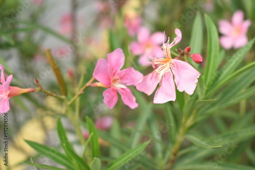 Nerium oleander in bloom, Pink siplicity bunch of flowers and green leaves on branches, Nerium Oleander shrub Pink flowers, ornamental shrub branches in daylight, bunch of flowers closeup