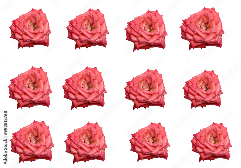 On white background many flowers roses, seamless for fabric, for decoration.