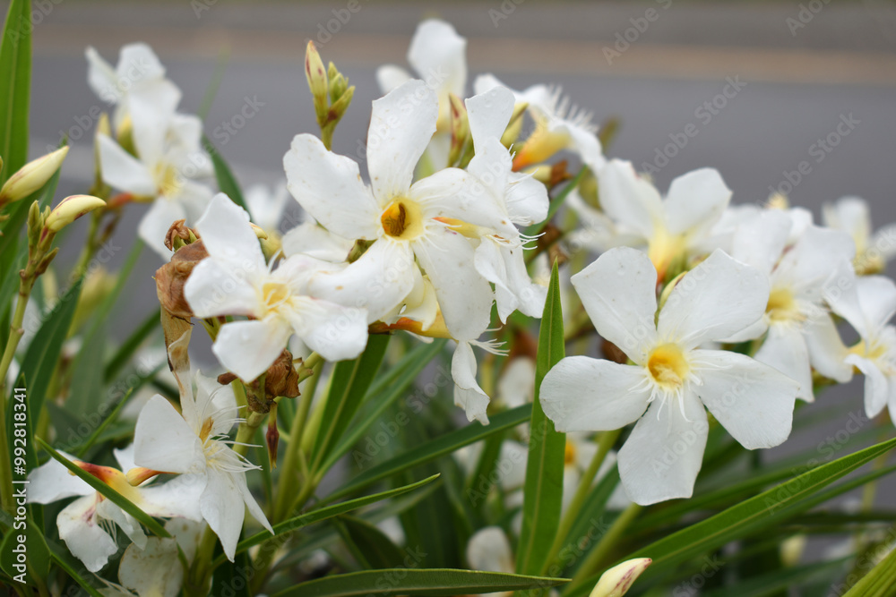 Fototapeta premium Nerium oleander in bloom, White siplicity bunch of flowers and green leaves on branches, Nerium Oleander shrub white flowers, ornamental shrub branches in daylight, bunch of flowers closeup