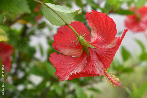 flower of Shoeblackplant plant, red Shoeblackplant flower, shoeblackplant flowers bloom among its dense leaves, Beautiful red flower closeup, Chakwal, Punjab, Pakistan photo