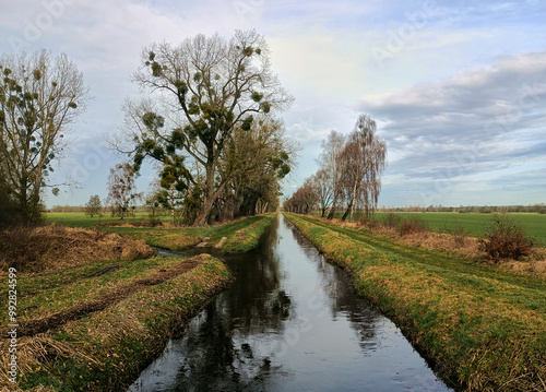 drainage ditch for lowering groundwater levels with a lateral inflow and willow trees in the lowlands of northern germany