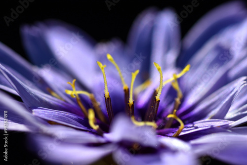 Macrophotography of Cupid's dart (Catananche caerulea). photo