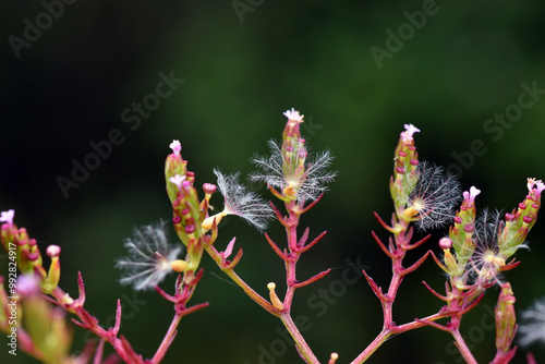 Flowers and feathery fruits of Centranthus calcitrapae photo