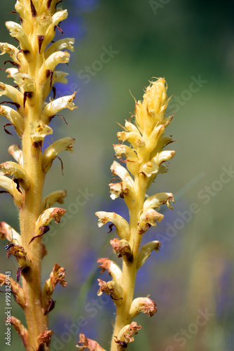 Yellow specimens of the parasitic plant broomrape (Orobanche sp). photo