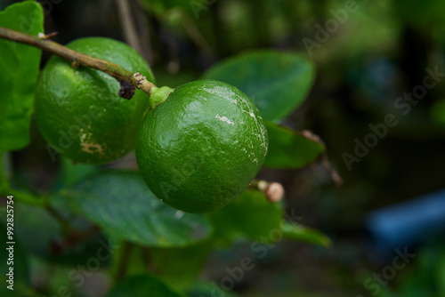 Wallpaper Mural Fresh lime on tree branch Torontodigital.ca