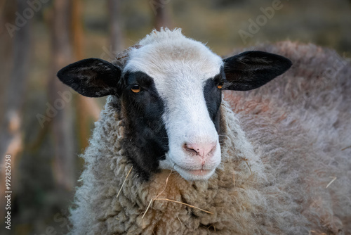 Close-up Romanov breed sheep portrait