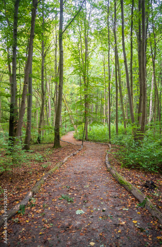 Hiking Trail at Hainich National Park, National park in Thuringia Hiking Trail at Hainich National Park, National park in Thuringia