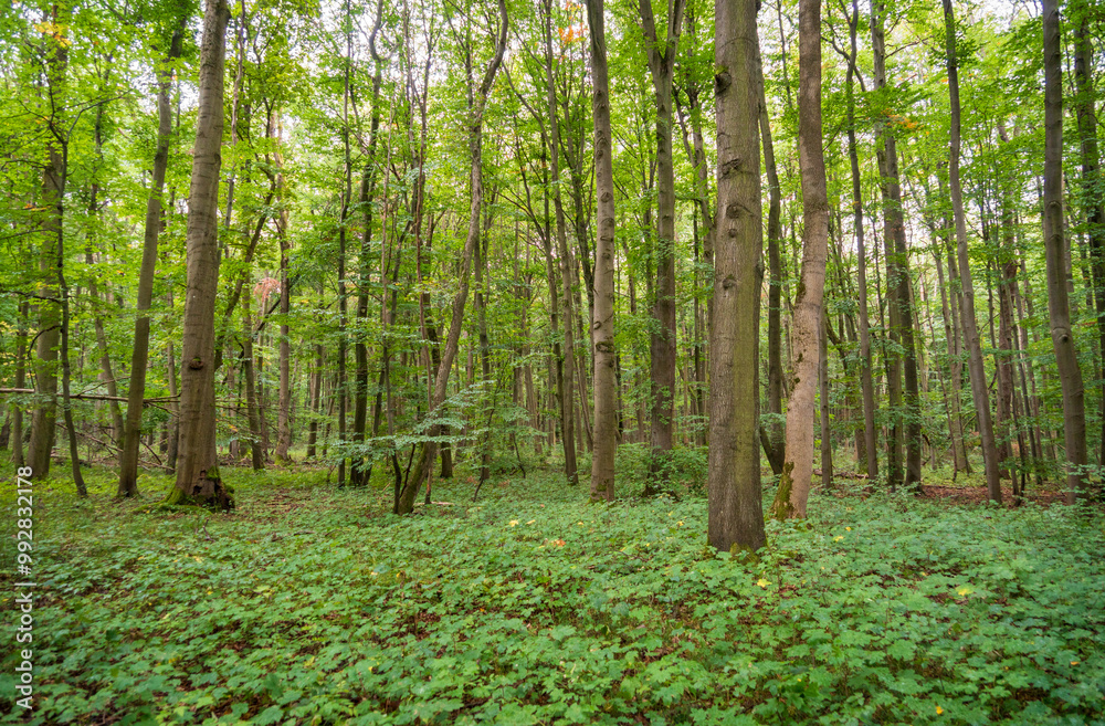 The Forest Floor at Hainich National Park, National park in Thuringia The Forest Floor at Hainich National Park, National park in Thuringia