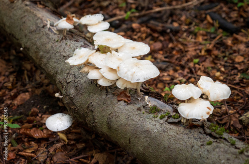 Mushrooms at Hainich National Park, National park in Thuringia photo