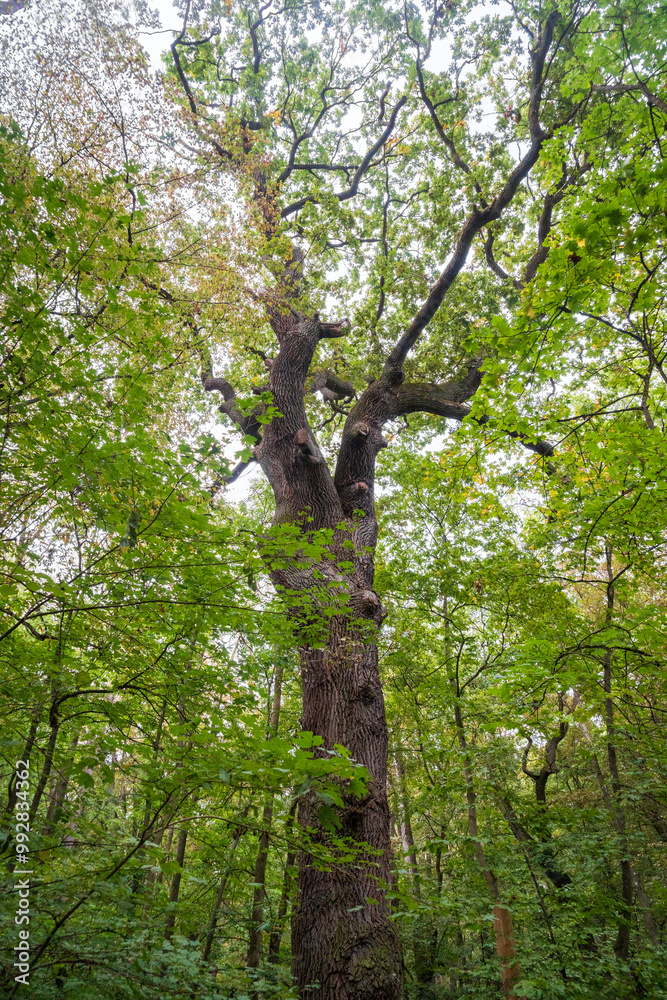 Fototapeta premium The Canopy at Hainich National Park, National park in Thuringia