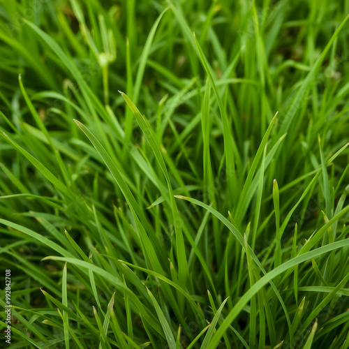 green grass background, close up texture