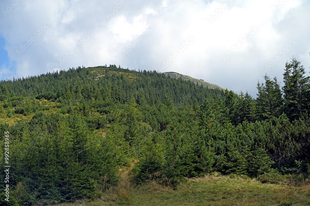 Mountain landscape with green forest in the Ukrainian Carpathians.