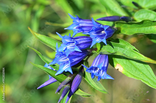 Mountain flower of a willow gentian (Gentiana asclepiadea) close up.