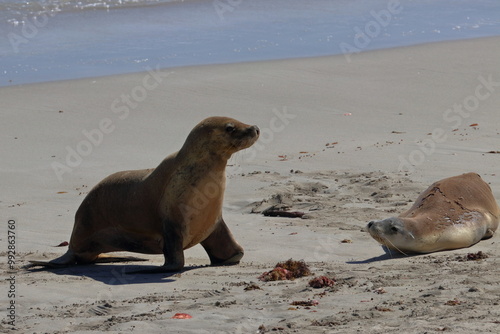 australian sea lion