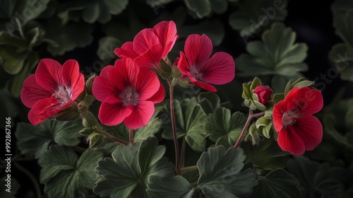 Pelargonium capitatum, part of the Geraniaceae family, boasts fragrant, rose-scented blooms in October.